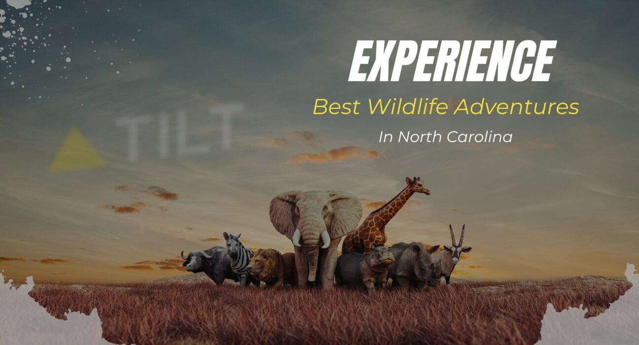 Experience Best Wildlife Adventures In NC